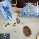 ms science owl pellets - 2