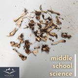 ms science owl pellets - 8